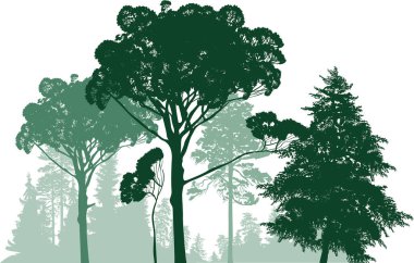 Beyaz arka planda izole edilmiş çam orman siluetleri ile ilüstrasyon