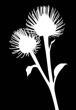 Siyah arkaplanda izole edilmiş burdock silueti ile illüstrasyon