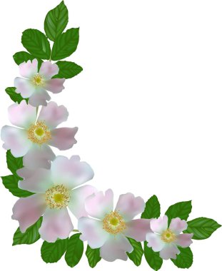 Beyaz arkaplanda açık pembe Brier çiçekli bir illüstrasyon