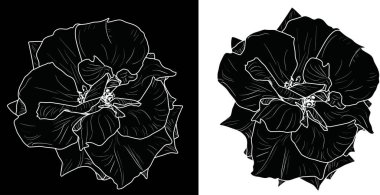 İzole edilmiş siyah ve beyaz gül çizimleri