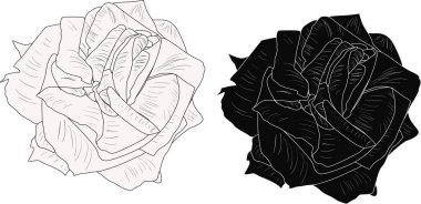 İzole edilmiş siyah ve beyaz gül çizimleri
