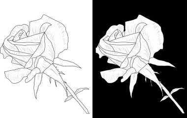 Siyah ve beyaz arkaplanda izole edilmiş küçük gül çizimi