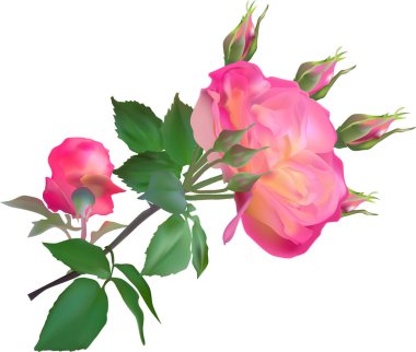 Beyaz arkaplanda izole edilmiş pembe ve sarı gül çizimi