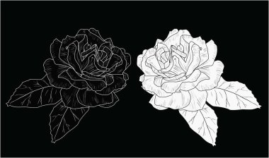 İzole edilmiş siyah ve beyaz gül çizimleri