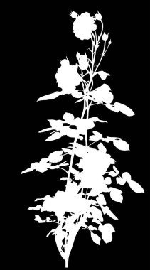 Siyah arkaplanda beyaz gül çiçekleri olan çizimler