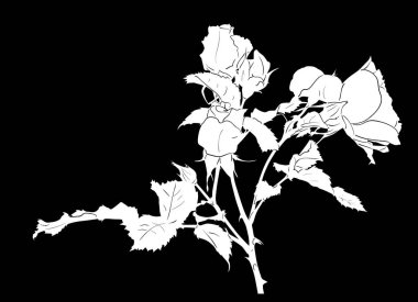 Siyah arkaplanda izole edilmiş beyaz gül çiçek çizimi