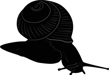 Beyaz arkaplanda izole edilmiş salyangoz çizimi