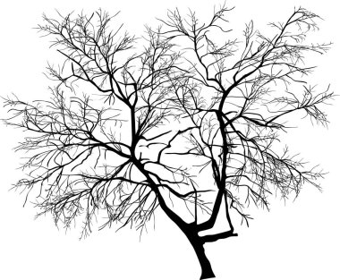 Beyaz arkaplanda izole edilmiş çıplak ağaçla illüstrasyon
