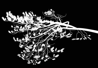 Siyah arkaplanda izole edilmiş çam ağacı dalına sahip illüstrasyon