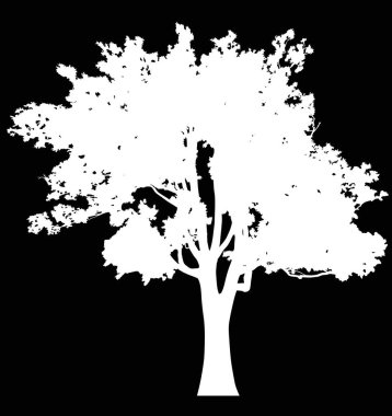 Siyah arkaplanda beyaz meşe ile izole edilmiş resimler