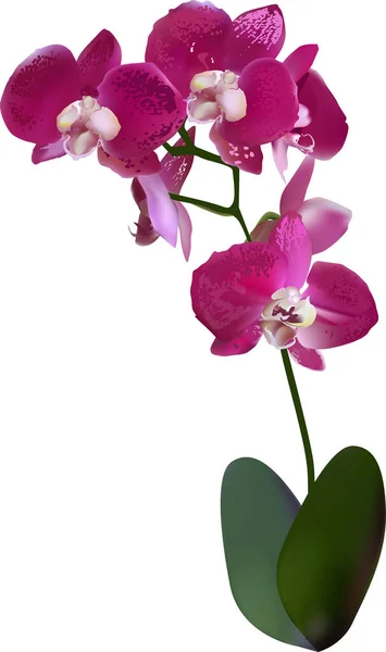Illustration Mit Dunkelrosa Orchidee Isoliert Auf Weißem Hintergrund — Stockvektor