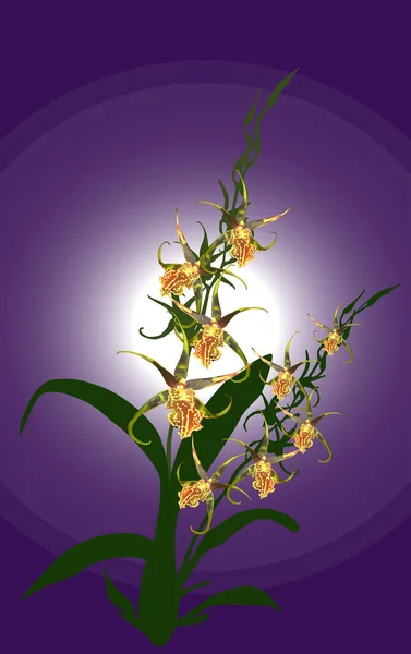 Illustration Yellow Brown Orchids Dark Background — Stock Vector