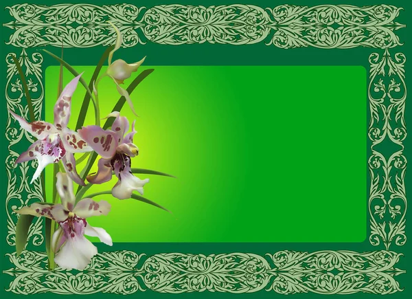 Ilustrace Skvrnitými Orchidejemi Zeleném Rámečku — Stockový vektor