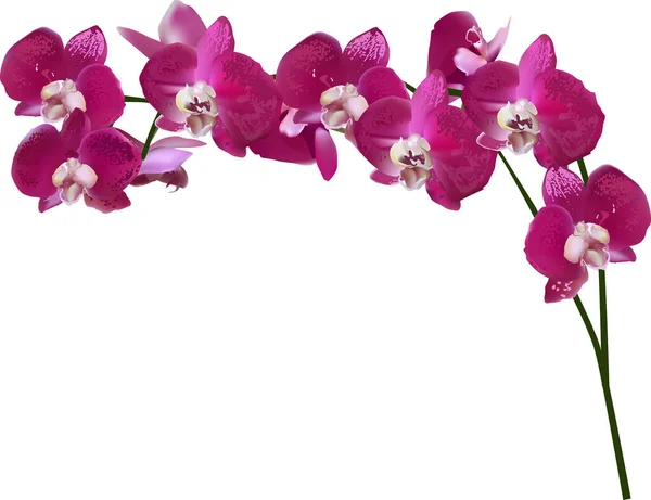 Illustrazione Con Orchidea Rosa Scuro Isolata Sfondo Bianco — Vettoriale Stock