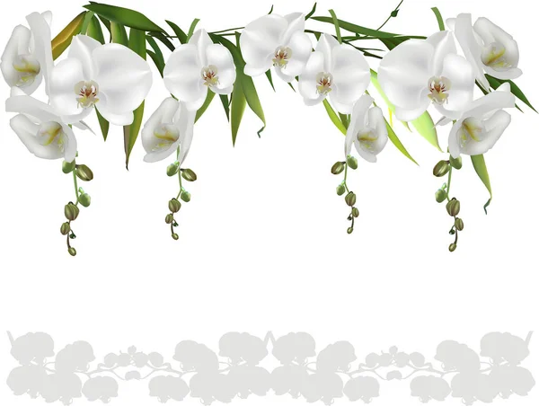 Illust Odizolowanymi Białymi Dużymi Orchideami Kwiaty — Wektor stockowy