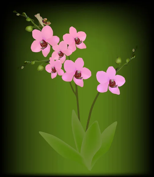 Illustration Pink Orchid Branch Green Background — Stock Vector