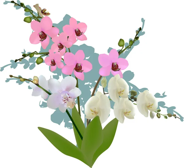 Illustrazione Con Mazzo Orchidee Isolate Fondo Bianco — Vettoriale Stock