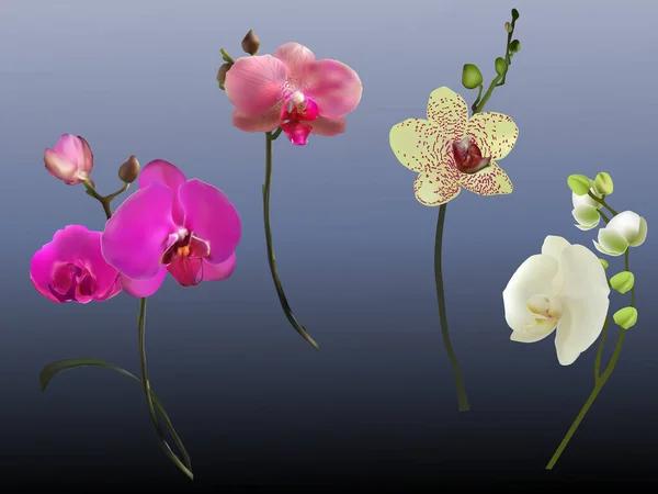 Illustrazione Con Fiori Orchidea Sfondo Grigio — Vettoriale Stock