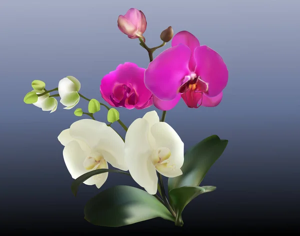 Illustrazione Con Orchidee Rosa Bianche Sfondo Grigio — Vettoriale Stock