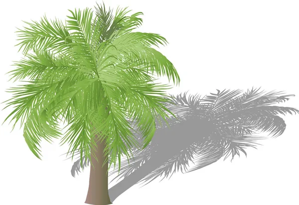 Illustratie Met Enkele Palmboom Geïsoleerd Witte Achtergrond — Stockvector