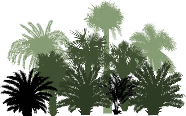 Illustration Palm Trees Isolated White Background — Stock Vector