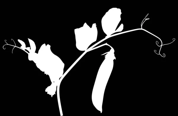 在黑色背景上孤立的豌豆茎轮廓图 — 图库矢量图片
