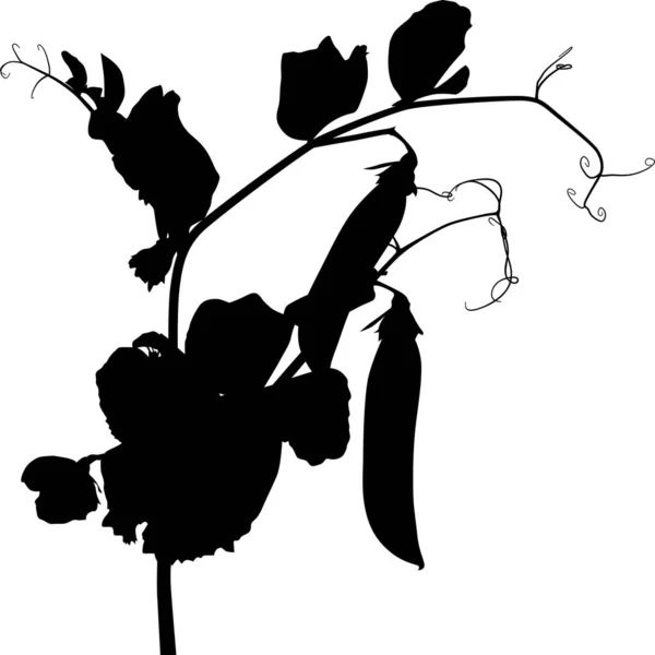 白い背景に独立したエンドウ豆の茎のシルエットのイラスト — ストックベクタ