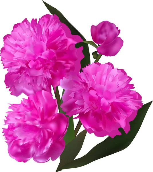 Illustration Avec Groupe Fleurs Pivoine Magenta Isolées Sur Fond Blanc — Image vectorielle