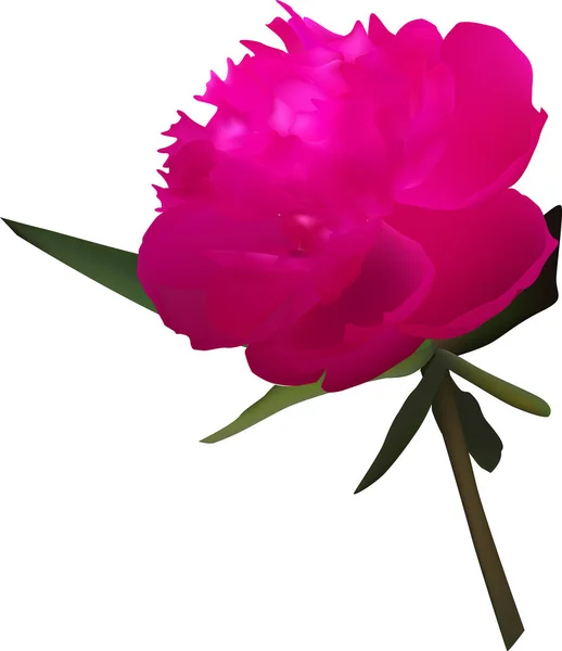 Ilustrace Růžové Pivoňka Květiny Izolované Bílém Pozadí — Stockový vektor