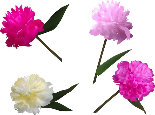 Illustration Med Grupp Pion Blommor Isolerad Vit Bakgrund — Stock vektor