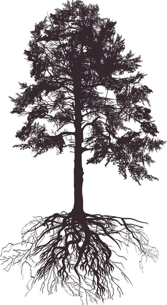 Ilustrasi Dengan Siluet Pohon Pinus Diisolasi Pada Latar Belakang Putih - Stok Vektor