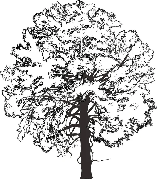 Απεικόνιση Ενιαία Μαύρη Σιλουέτα Πεύκου Που Απομονώνονται Λευκό Bacgkround — Διανυσματικό Αρχείο