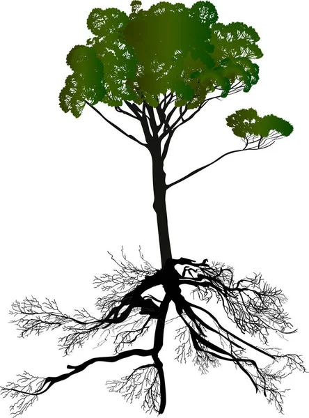 白い背景に緑の松と根が孤立した図です — ストックベクタ