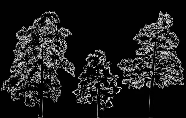 Иллюстрация Тремя Белыми Сосновыми Силуэтами Изолированными Черном Bacgkround — стоковый вектор