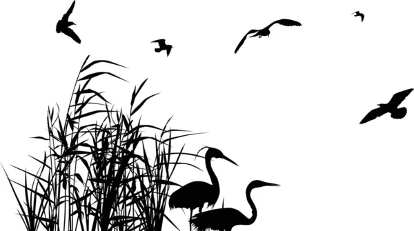 Illustratie Met Reiger Tussen Riet Silhouetten Geïsoleerd Witte Achtergrond — Stockvector