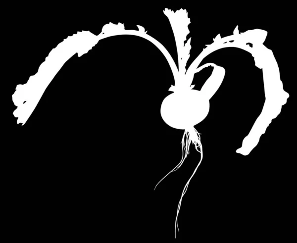 Illustration Avec Silhouette Radis Isolé Sur Fond Noir — Image vectorielle