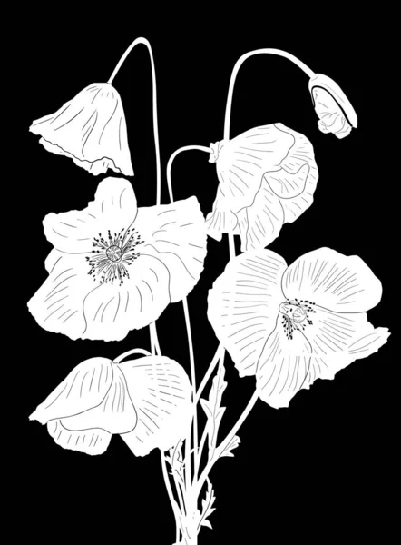 Illustration Bunch Poppy Flowers Isolated Black Background — Stock Vector