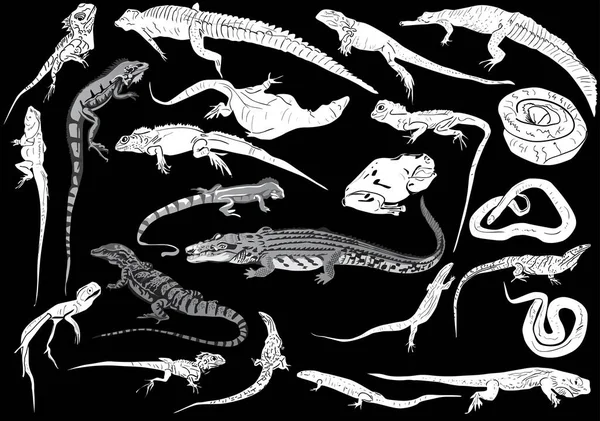 illustration with set of reptile silhouettes isolated on black background