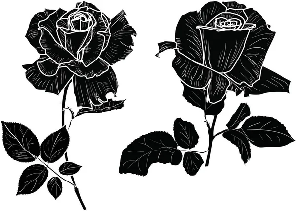 在白色背景上孤立的小玫瑰草图图解 — 图库矢量图片