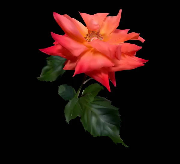 Иллюстрация Цветком Розы Черном Фоне — стоковый вектор
