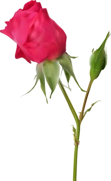 Illustration Single Red Rose Flower Bud Isolated White Background — Stock Vector