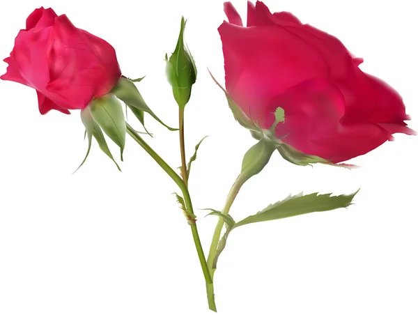 Illustration Mit Dunkelrosa Rose Mit Zwei Knospen Auf Weißem Hintergrund — Stockvektor