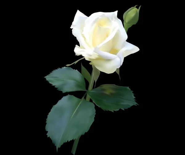 黒を基調としたバラの花のイラスト — ストックベクタ