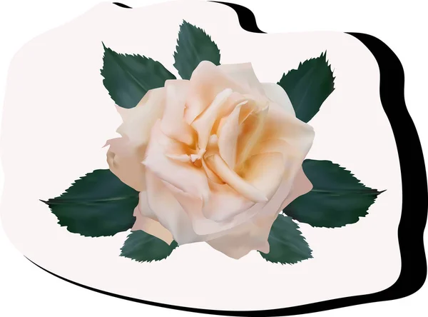 Απεικόνιση Φως Μεγάλο Τριαντάφυλλο Τσάι Απομονώνονται Λευκό Φόντο — Διανυσματικό Αρχείο