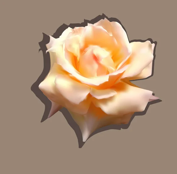 Иллюстрация Светлой Розой Изолированы Коричневом Фоне — стоковый вектор