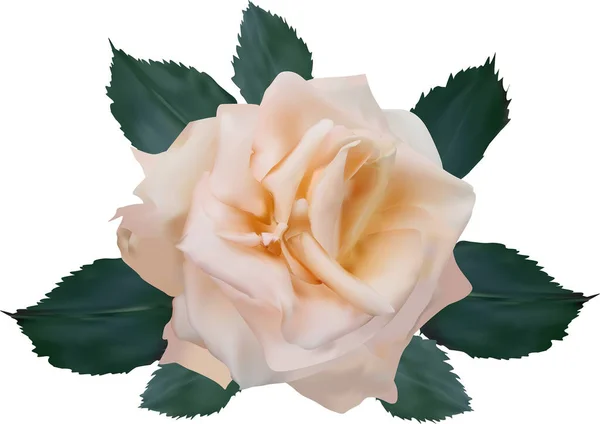 Illustrazione Con Rosa Chiara Isolata Sfondo Bianco — Vettoriale Stock