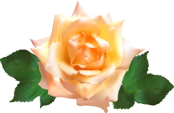 Ilustração Com Creme Único Rosa Flor Isolada Fundo Branco — Vetor de Stock