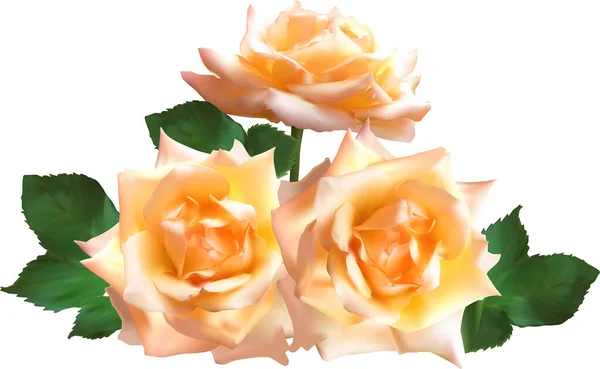 Illustration Three Cream Rose Flowers Isolated White Background — Stock Vector