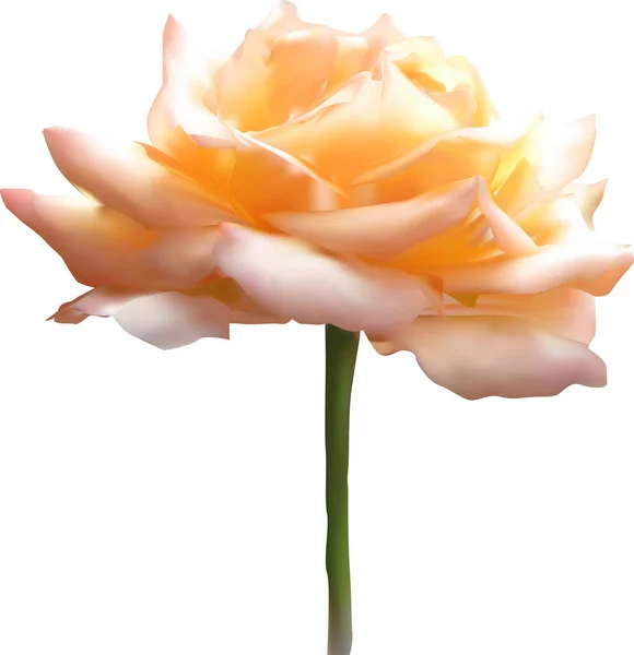 Иллюстрация Одним Оранжевым Цветом Розы Изолированы Белом Фоне — стоковый вектор