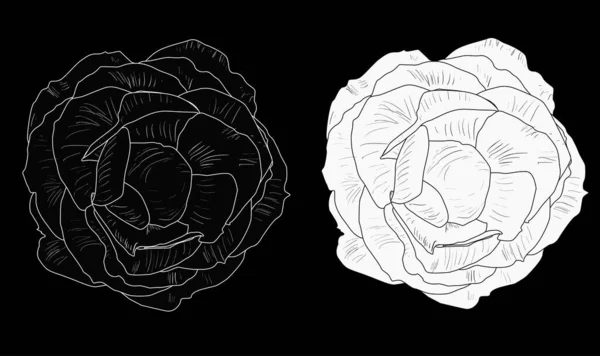 Illustration Avec Des Croquis Isolés Roses Blanches Noires — Image vectorielle